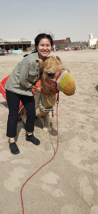 Camels of Qatar